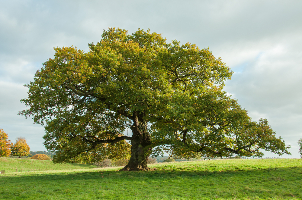 An English oak tree